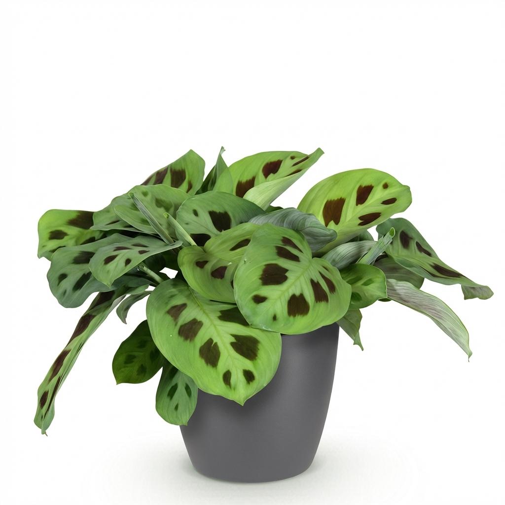 Maranta Fascinator Kerchoveana – Zebrapflanze – Haustierfreundlich – Inklusive grauem Topf – Topfgröße 12 cm – Höhe 25 cm