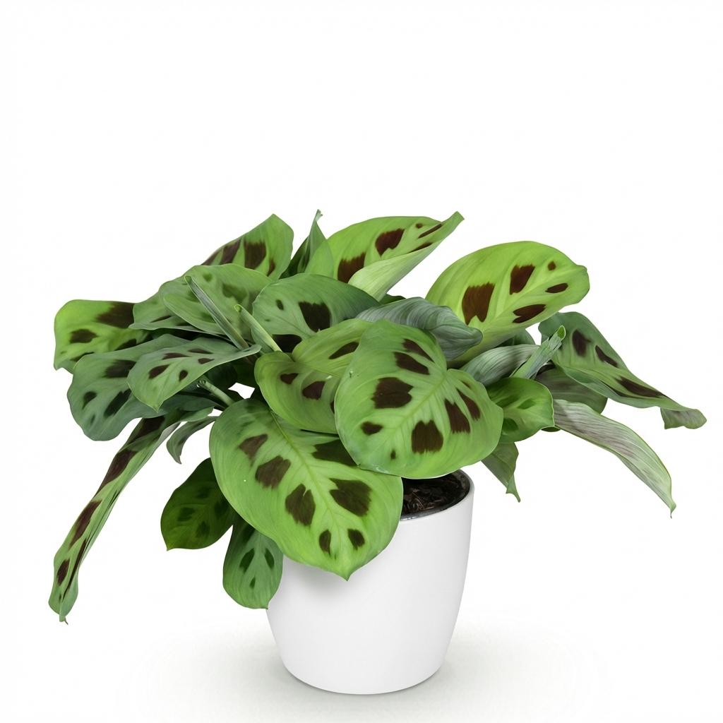 Maranta Fascinator Kerchoveana – Zebrapflanze – Tierfreundlich – Inklusive weißem Topf – Topfgröße 12 cm – Höhe 25 cm