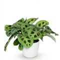 Maranta Fascinator Kerchoveana – Zebrapflanze – Tierfreundlich – Inklusive weißem Topf – Topfgröße 12 cm – Höhe 25 cm