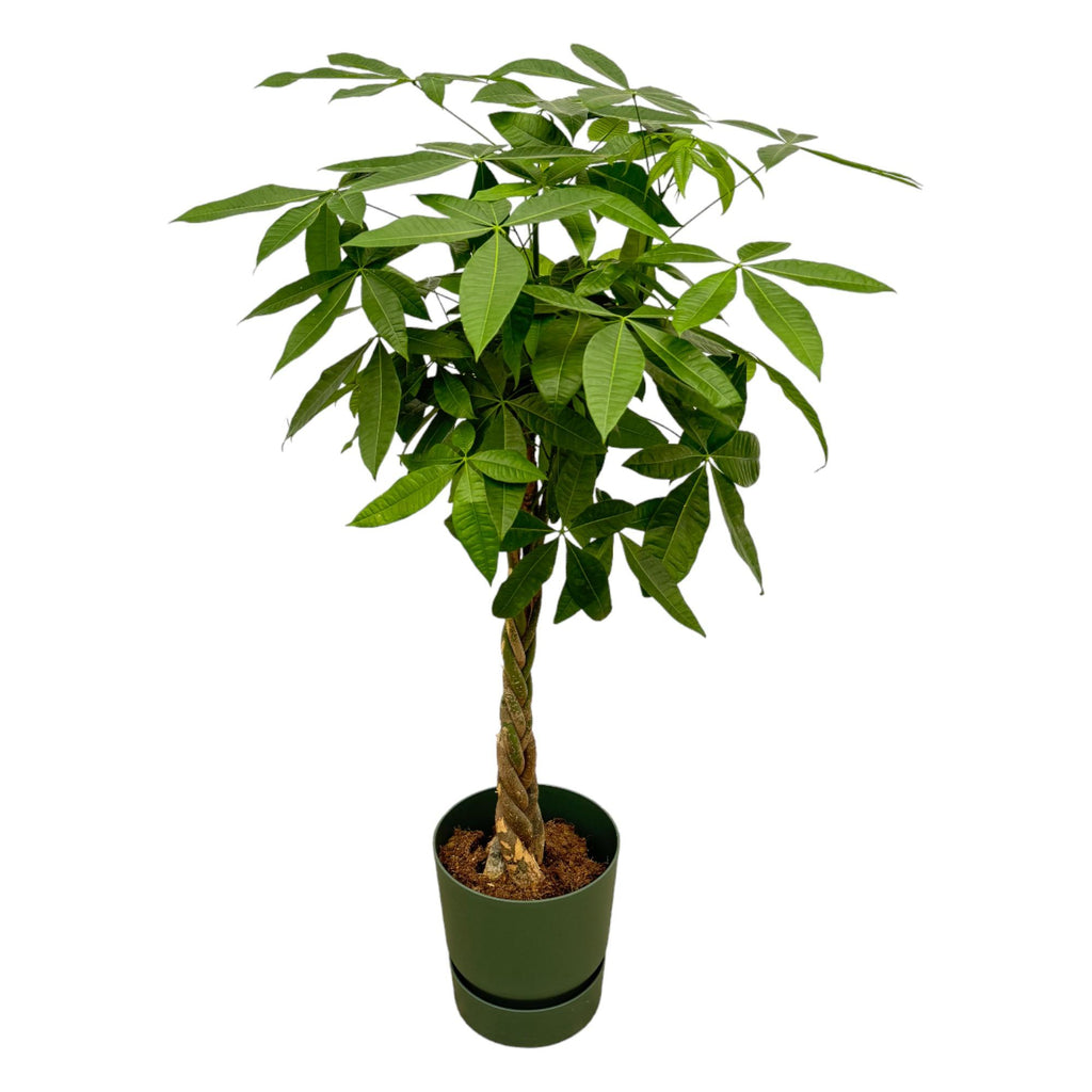 Pachira aquatica – Geldboom – Inclusief elho Greenville Round groen – Potmaat 30 cm – Hoogte 160 cm