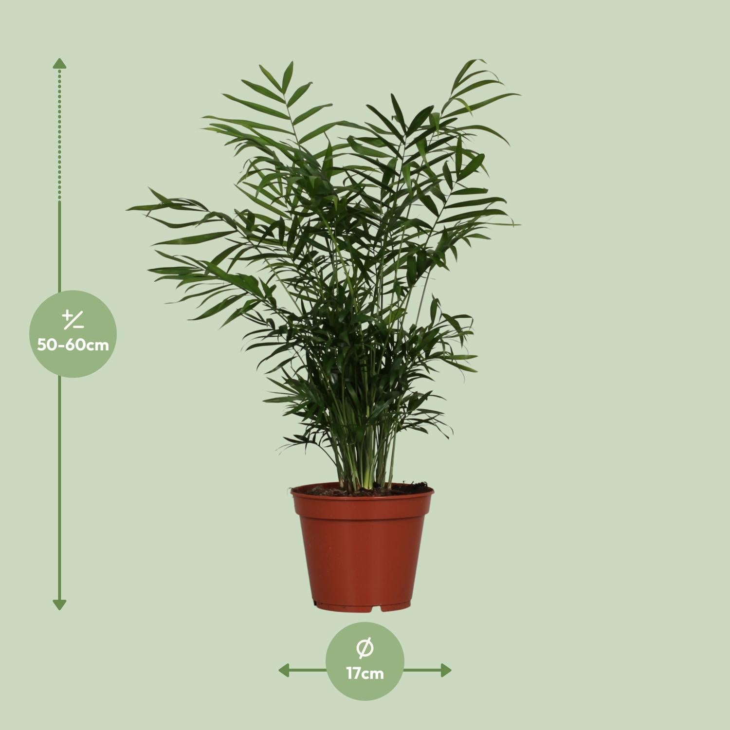 Chamaedorea elegans – Parlour Palm – Pot size 17 cm – Height 55 cm