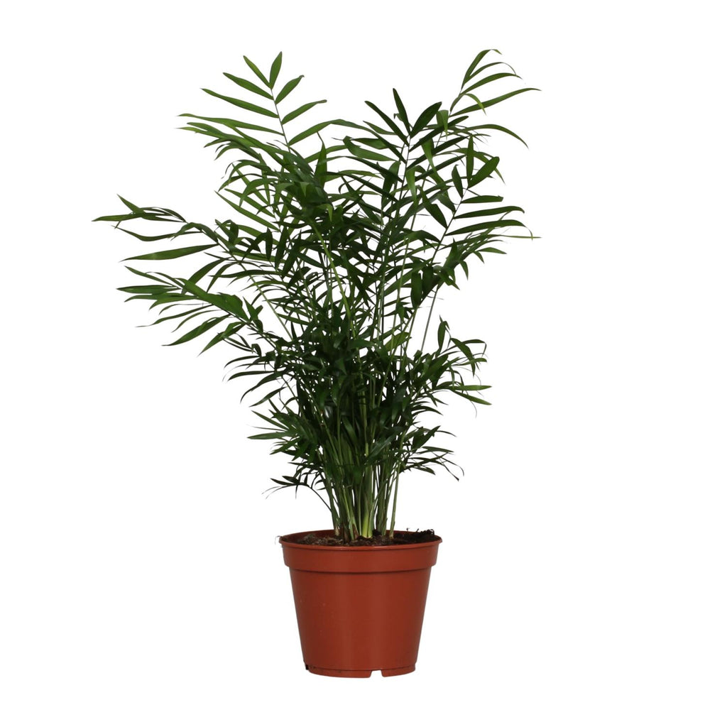 Chamaedorea elegans – Parlour Palm – Pot size 17 cm – Height 55 cm