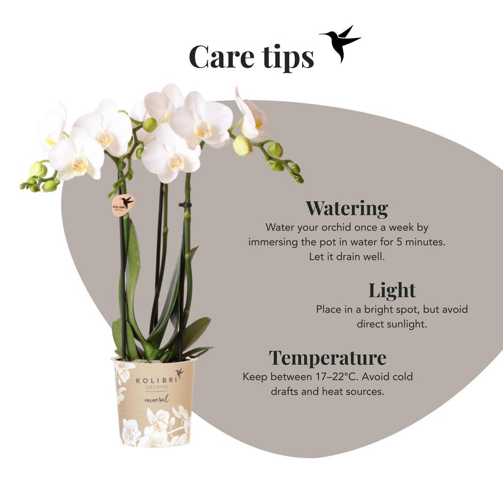 Kolibri Orchids | white Phalaenopsis orchid pot size Ø9cm | Amabilis | flowering houseplant - fresh from the grower