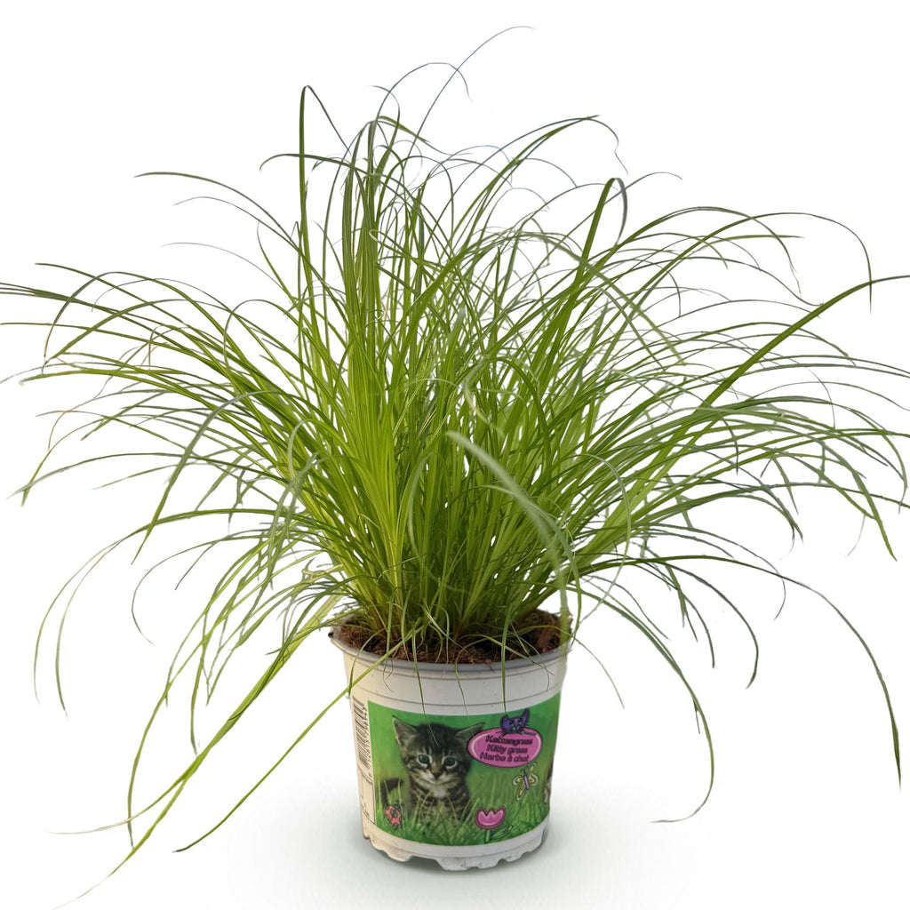 Cyperus alternifolius Zumula – Cat Grass – Pet-friendly – Pot size 12 cm – Height 20 cm