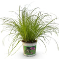 Cyperus alternifolius Zumula – Cat Grass – Pet-friendly – Pot size 12 cm – Height 20 cm