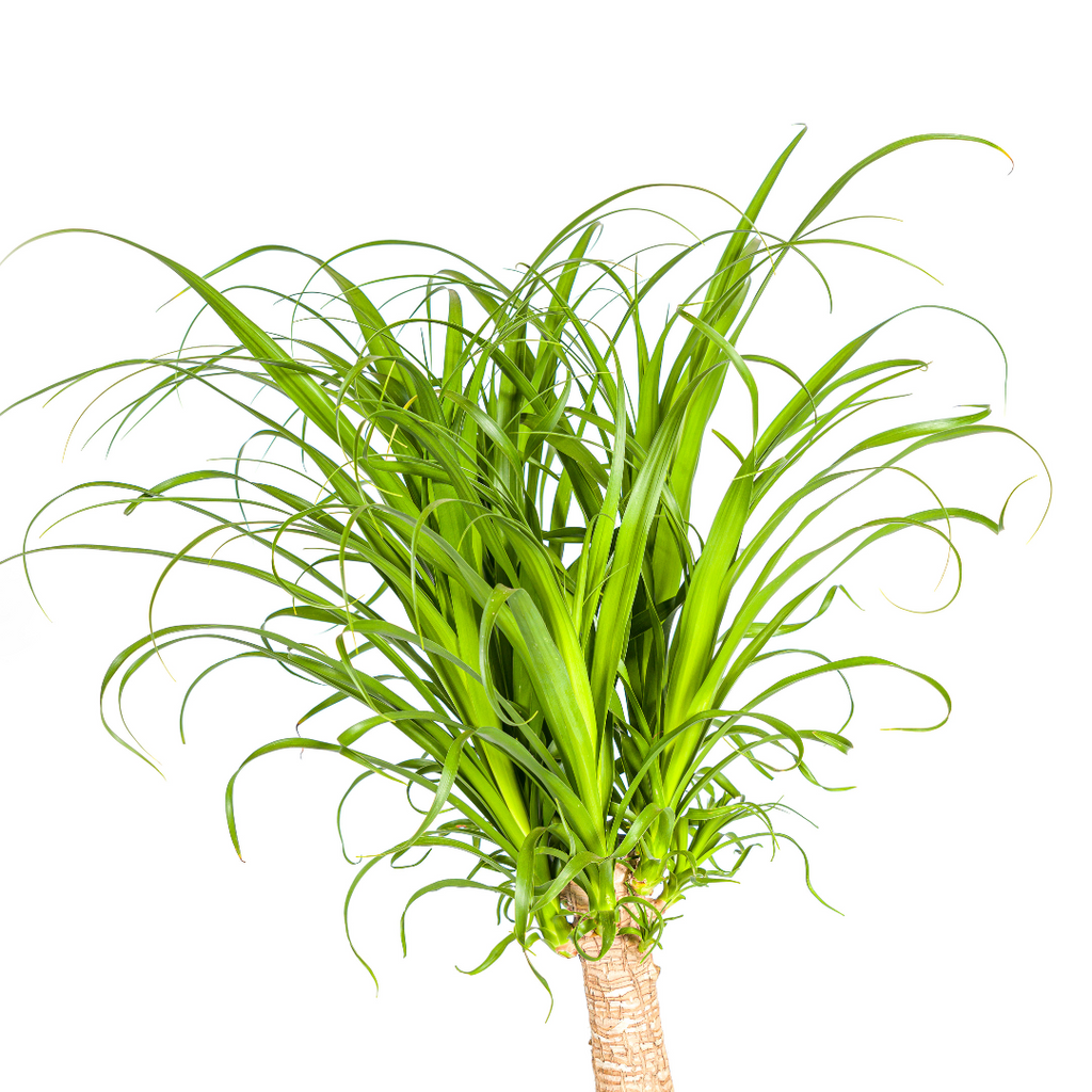 Beaucarnea Recurvata – Trunk – Ø27 cm – ±110–130 cm