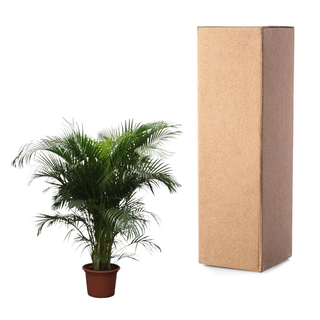Dypsis Lutescens (Areca-Palme) – 230 cm – ø40