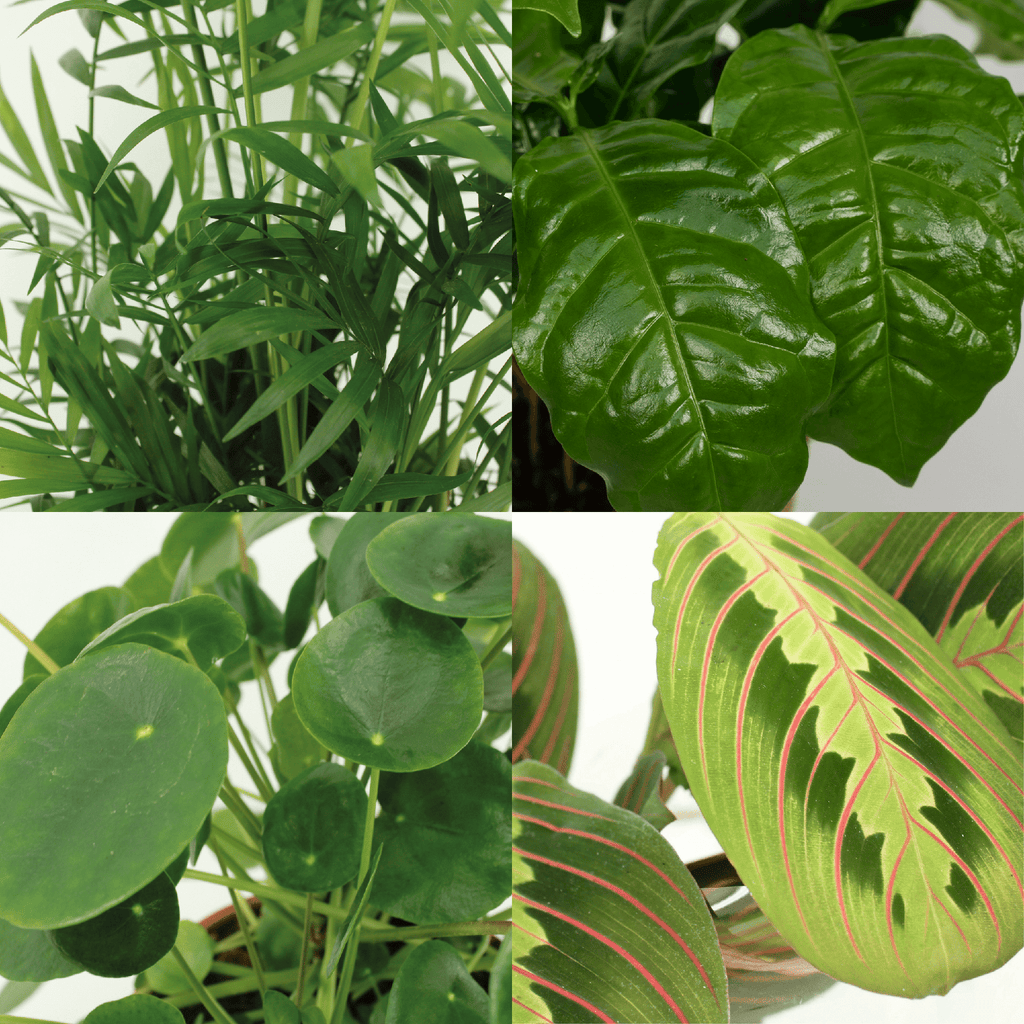 Diervriendelijke Planten Set – 4 stuks – Ø12 cm – ±20–40 cm
