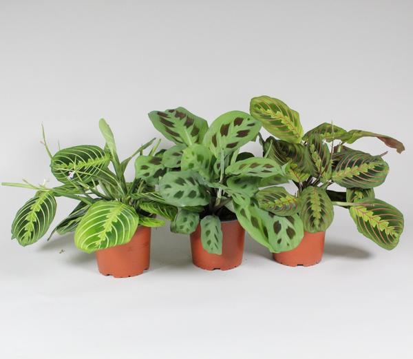 Maranta Leuconeura 'Fascinator' Mix 3 Varieties - P12cm - H30cm