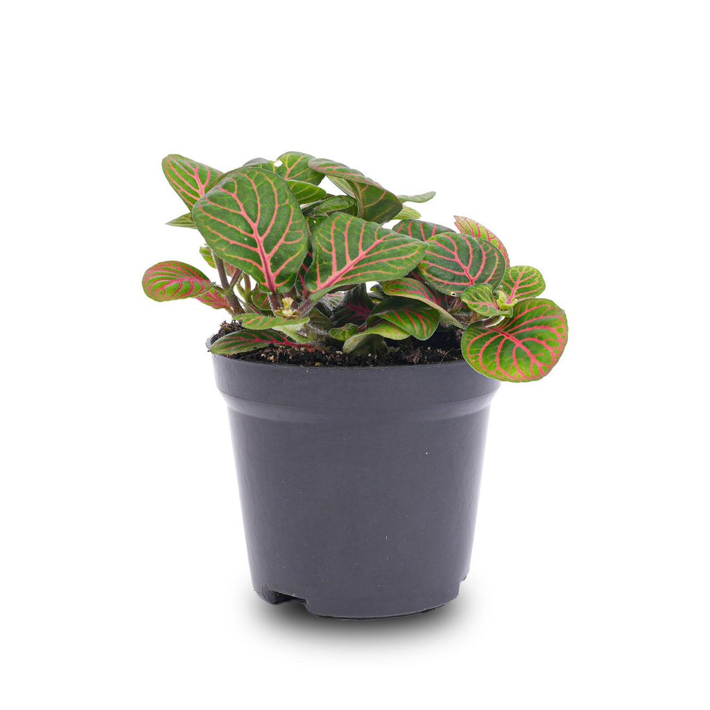 Fittonia Bubble Red – Mosaic Plant – Ø8.5 cm – ±10 cm