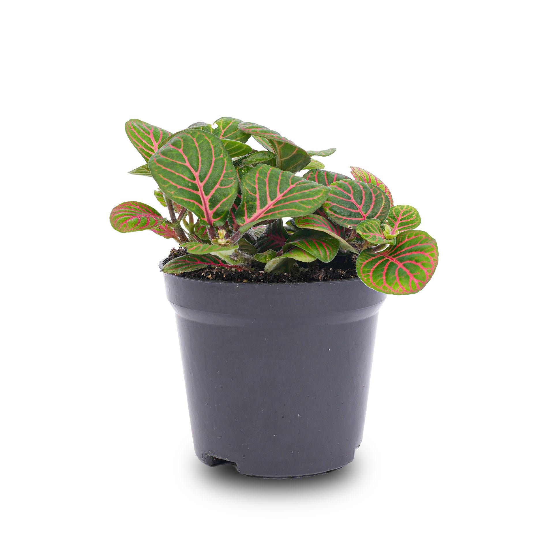 Fittonia Bubble Red – Mosaic Plant – Ø8.5 cm – ±10 cm