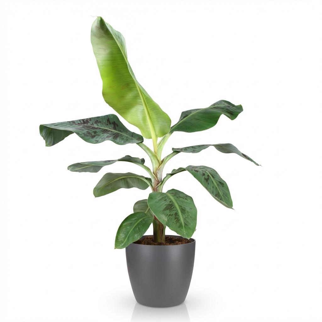 Musa acuminata Dwarf Cavendisch - Bananenplant - Weinig onderhoud - Groen - 1 Plant - met Potter Grijs - Pot 21cm - Hoogte 70-75cm