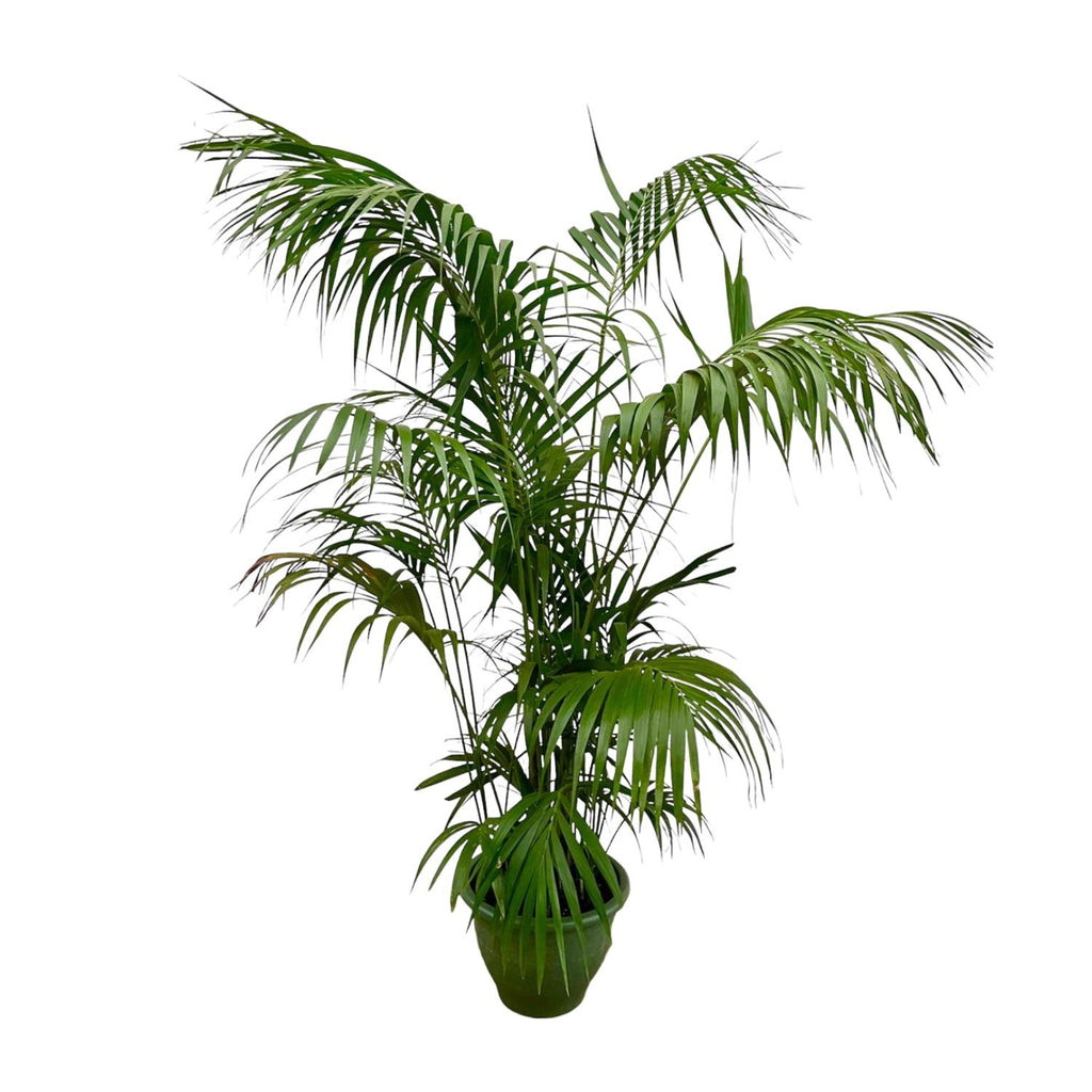 Kentia Palm XXL - 260 cm - ø32-40 cm