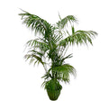 Kentia Palm XXL - 260 cm - ø32-40 cm