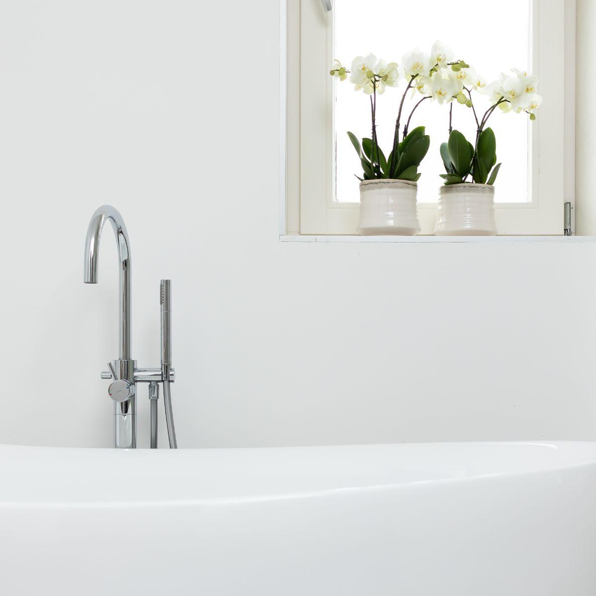 Kolibri Orchids | White Phalaenopsis orchid pot size - Jewel Ghent - pot size Ø12cm | flowering houseplant - fresh from the grower