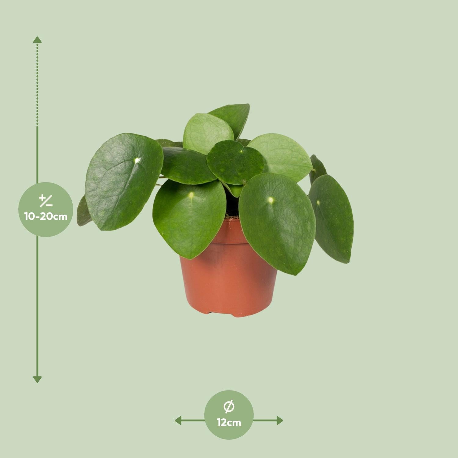 Pilea Peperomioides – Chinese Money Plant – Ø12 cm – ±20 cm