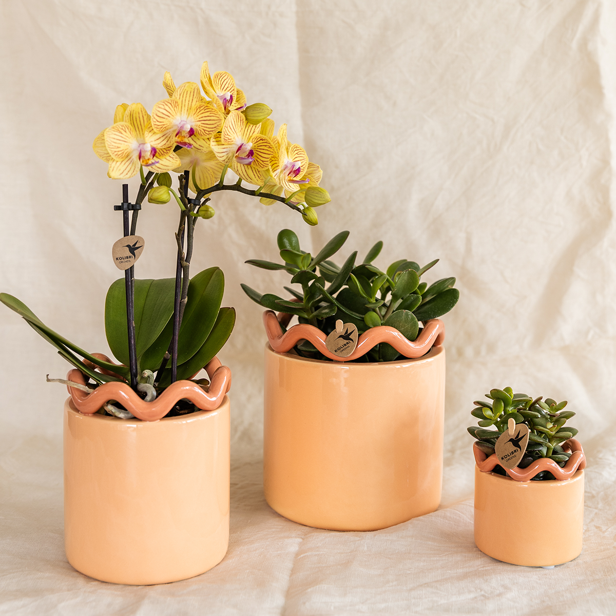 Kolibri-Orchideen | Gelbe Phalaenopsis-Orchidee – Lima – Topfgröße Ø 9 cm | Blühende Zimmerpflanze – frisch vom Züchter