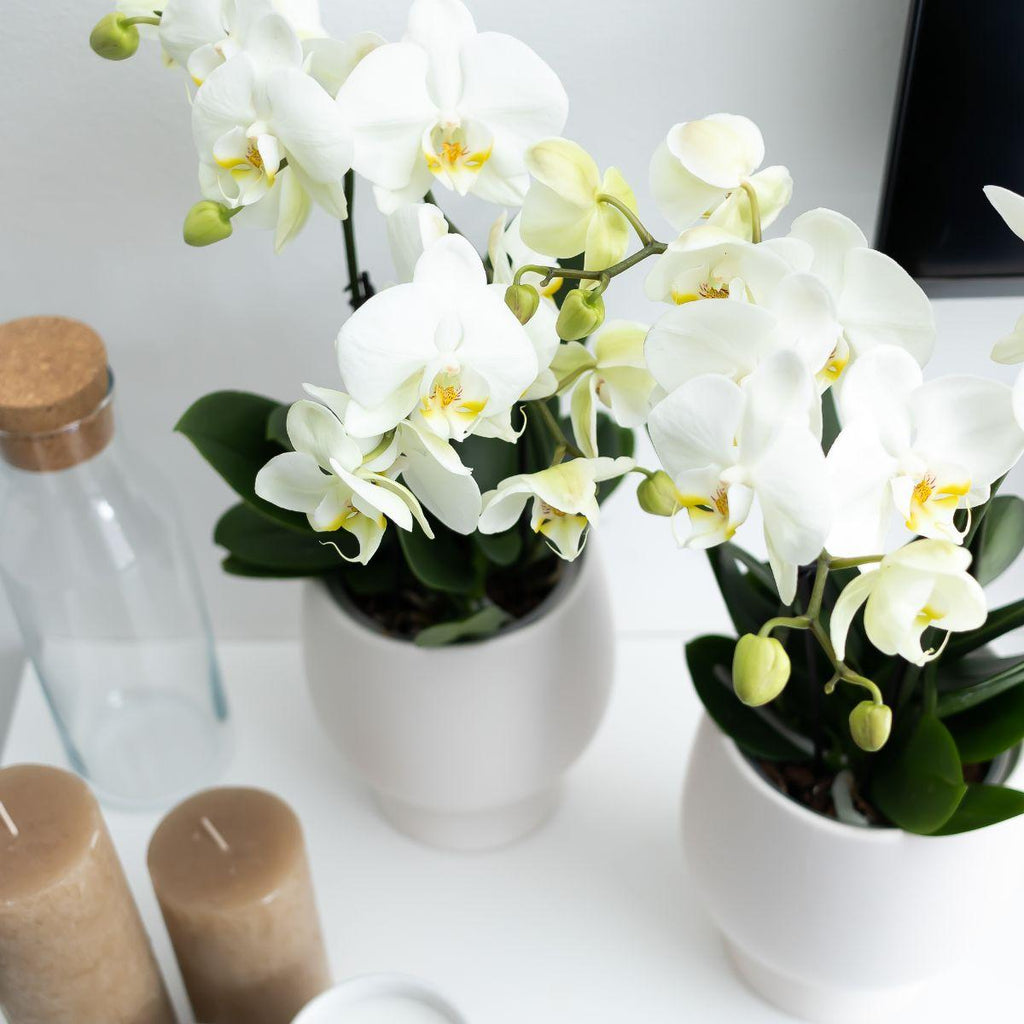 Kolibri Orchids | White Phalaenopsis orchid pot size - Jewel Ghent - pot size Ø12cm | flowering houseplant - fresh from the grower